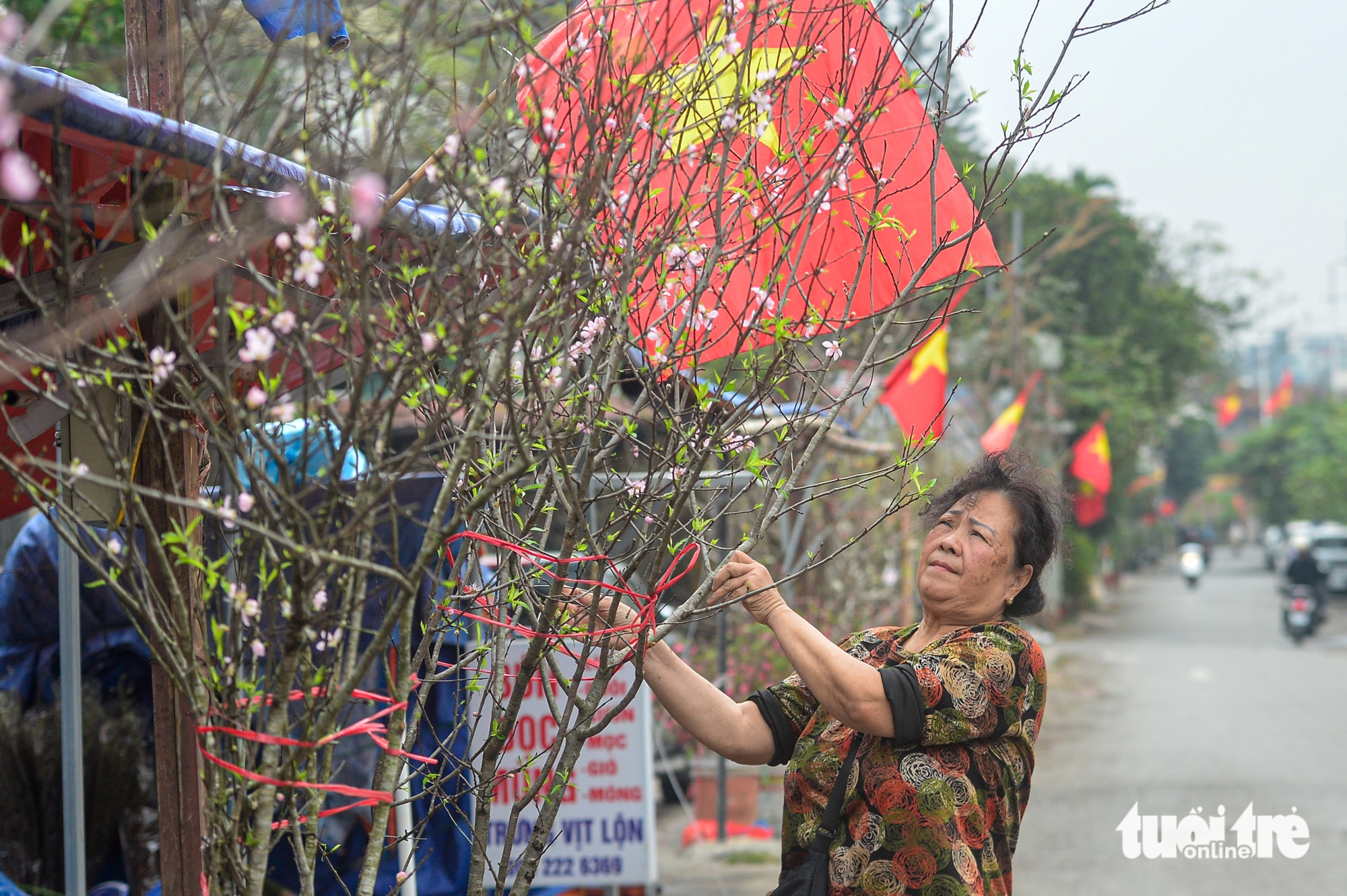 Đào rừng về Hà Nội, người chơi có mặn mà? - Ảnh 7.