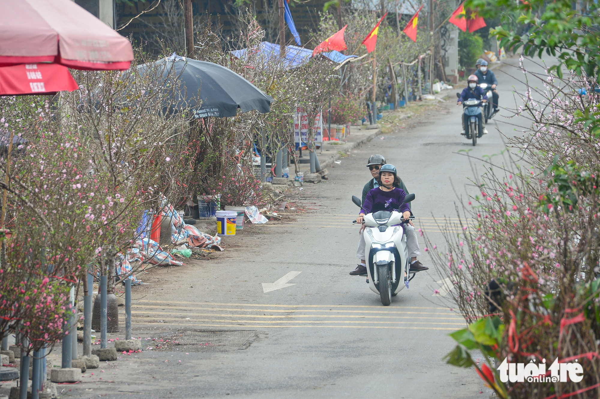 Đào rừng về Hà Nội, người chơi có mặn mà? - Ảnh 10.