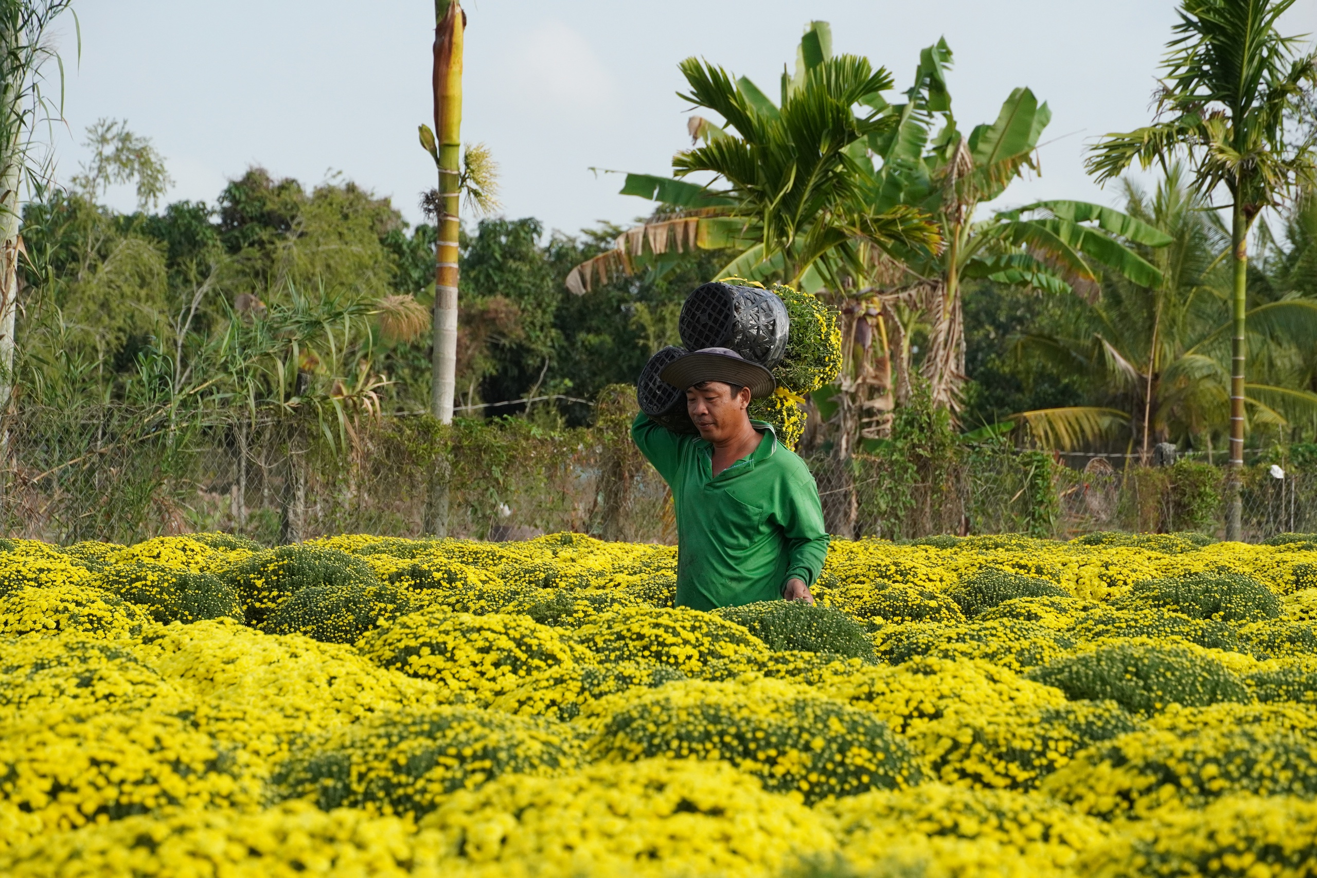 Cộng đồng hỗ trợ tiêu thụ cúc mâm xôi nở sớm cho nhà vườn miền Tây - Ảnh 1.