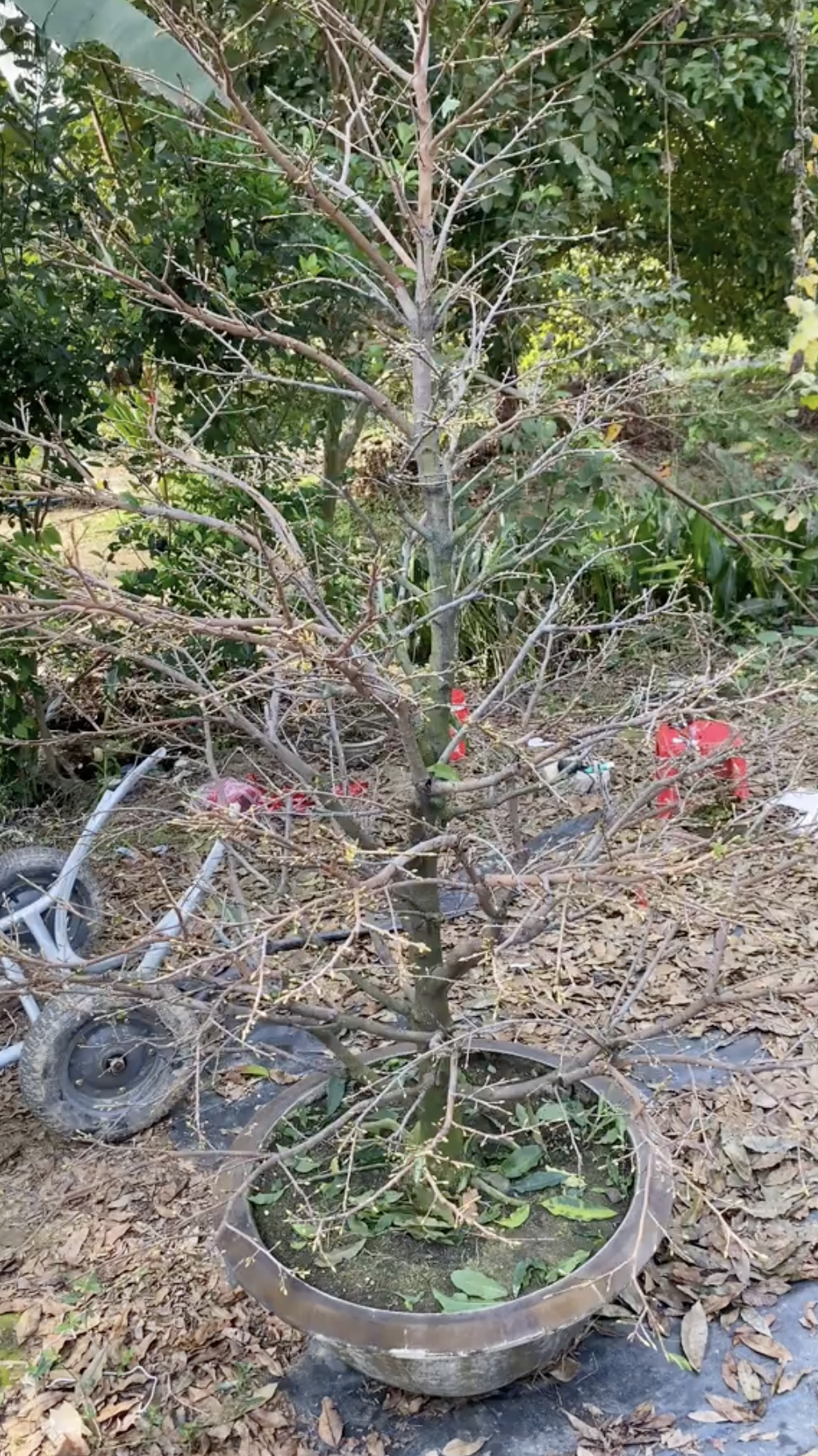 Cận cảnh rước 