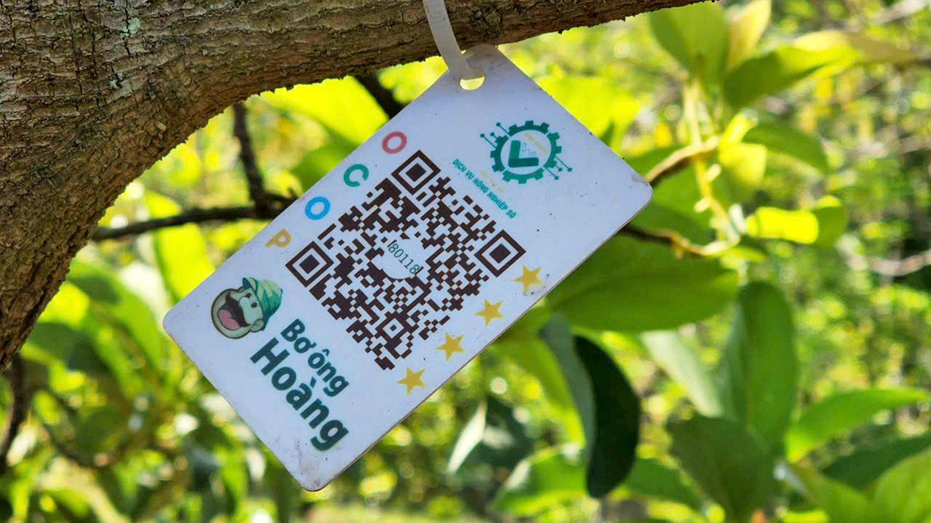 quê hương - Ảnh 2.