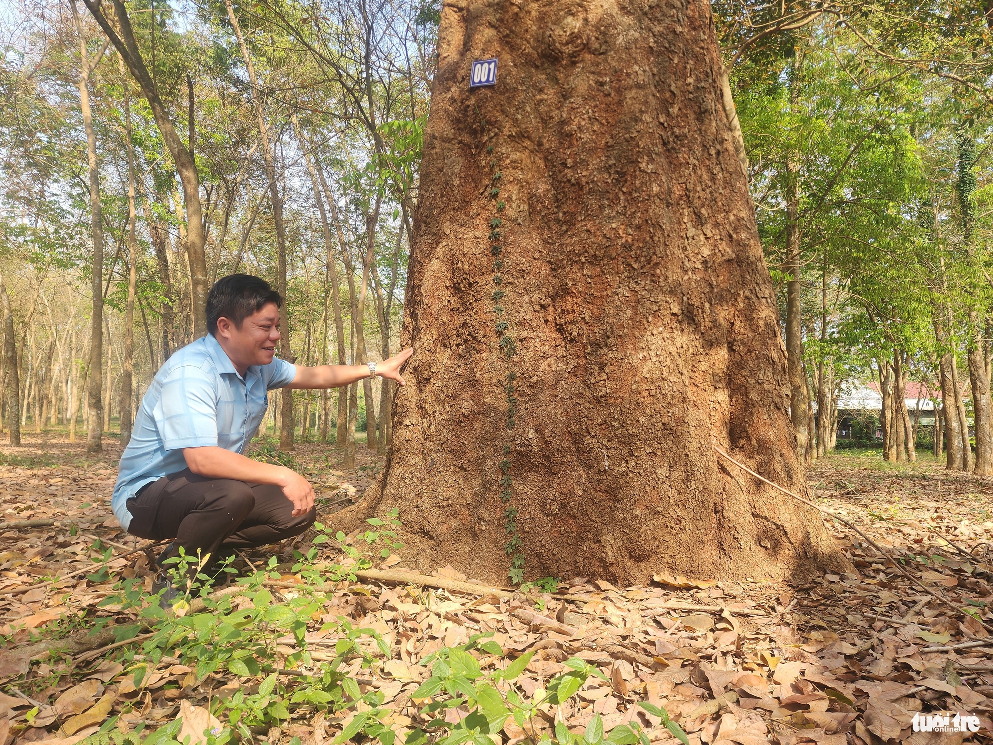 Ngắm vườn cao su cổ thụ 120 năm tuổi duy nhất ở Việt Nam - Ảnh 2.