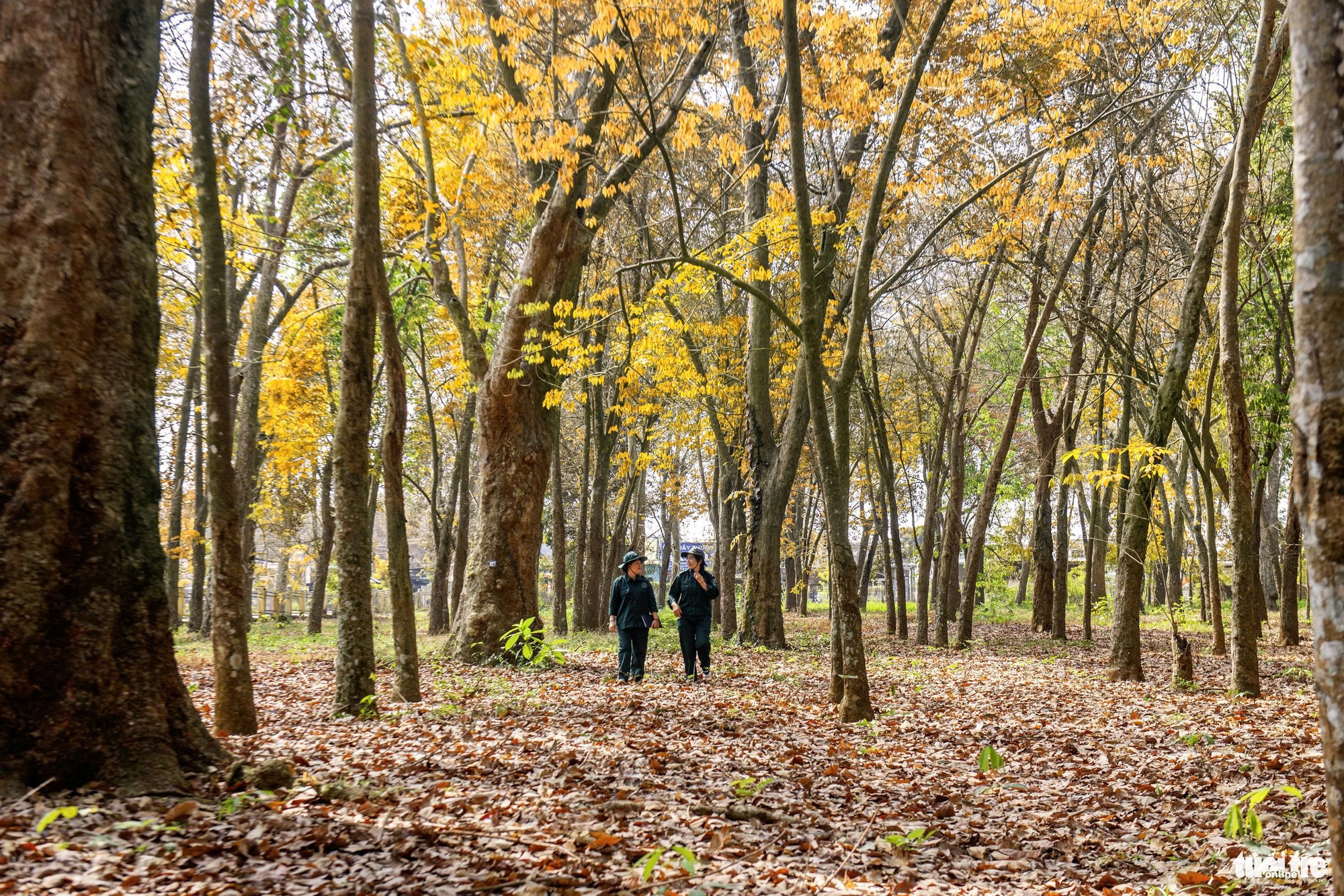 cao su cổ thụ - Ảnh 5.