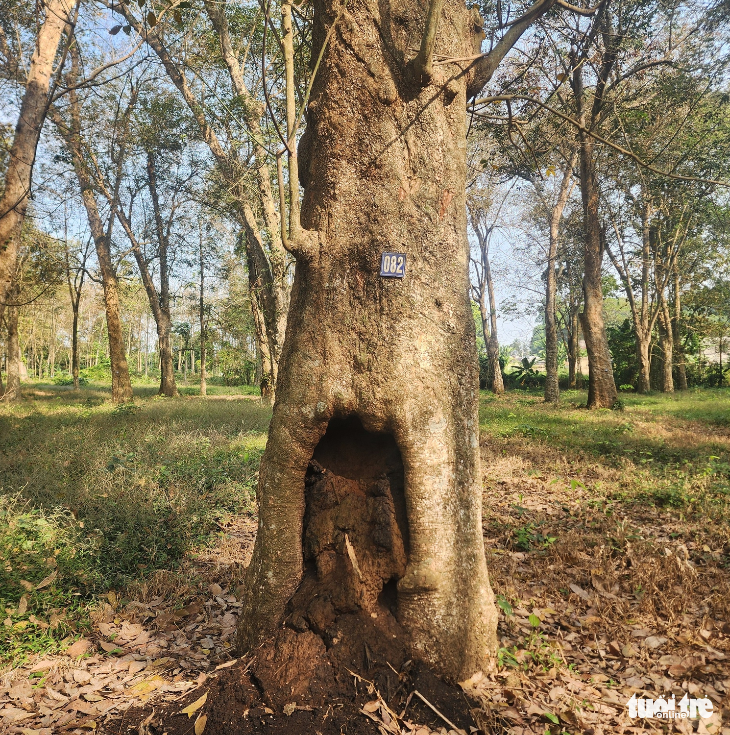 cao su cổ thụ - Ảnh 6.