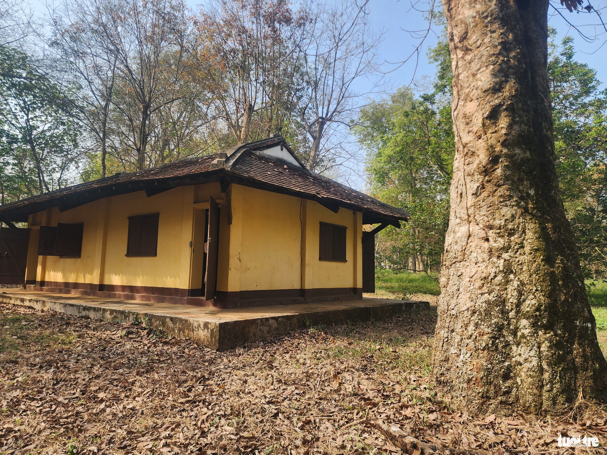 Ngắm vườn cao su cổ thụ 120 năm tuổi duy nhất ở Việt Nam - Ảnh 10.