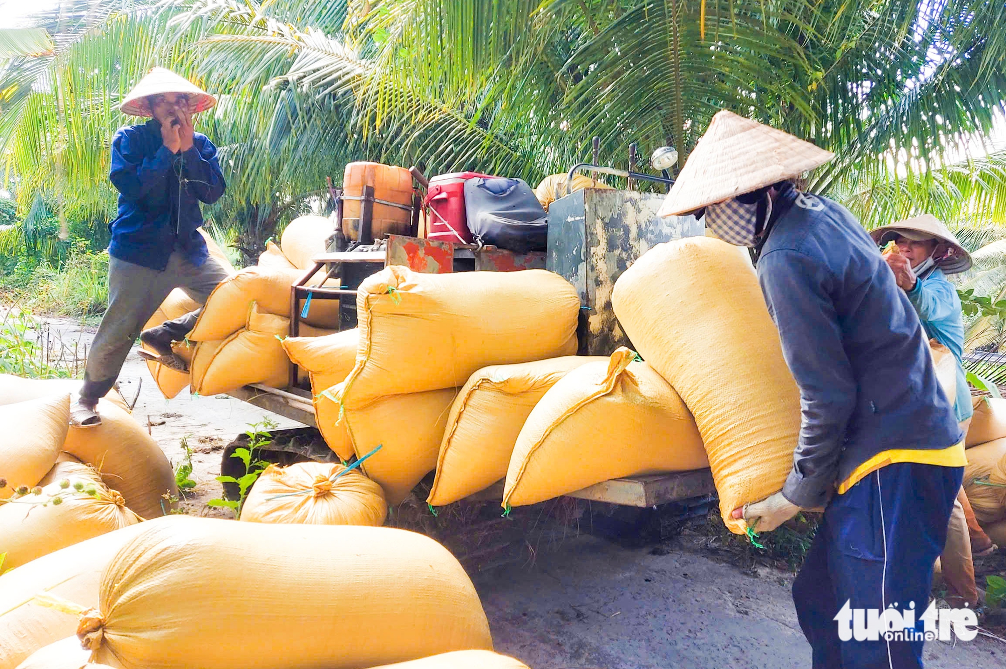 giống lúa - Ảnh 2.