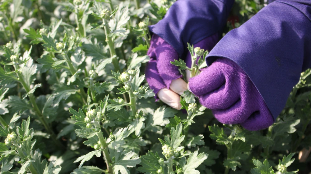 Việc ngắt nụ hoa rất cần sự khéo léo, tỉ mỉ. Ảnh: T.T SST_5867.JPG