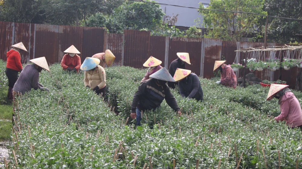 Đa phần thợ ngắt nụ hoa là phụ nữ, vì cần sự khéo léo. Ảnh: T.T SST_5811.JPG