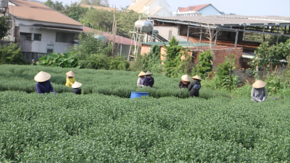 Một số vườn chỉ có vài thợ ngắt hoa. Ảnh: T.T SST_5843.JPG