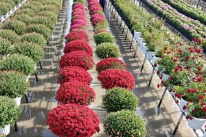 Hoa Tết Nguyên đán: Hàng độc lạ cháy hàng, bonsai 'ngựa thiên thần' xuất hiện