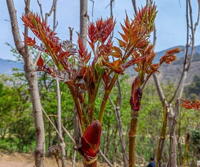 Thứ rau dại ở Việt Nam được ví cây nhân sâm, báu vật số 1 thế giới, nhiều người lại không biết mà ăn 3 Nụ Rồng Gai Aralia, bí danh: gai già, gai răng, chồi gai, gai đầu, Thaxa, Longbao Loại cây báu vật, là một loại cây bụi gai hay cây nhỏ rụng lá lâu năm thuộc họ Araliaceae. Các tên thân thuộc khác như Thaxa, Chồi Rồng Gai.