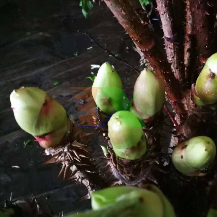 Thứ rau dại ở Việt Nam được ví cây nhân sâm, báu vật số 1 thế giới, nhiều người lại không biết mà ăn 5 Nụ thường được hái vào tháng Ba đến tháng Tư. Chồi non và thân và lá mềm, ít béo, ít đường, nhiều chất xơ, nhiều vitamin, không ô nhiễm, có màu xanh tốt cho sức khỏe là rau rừng núi rừng, được ăn như một loại rau, không chỉ có hương vị độc đáo, ngon và ngon mà còn giàu dinh dưỡng và phong phú cho cơ thể con người Cần nhiều loại axit amin như leucine, lysine, arginine, và hơn 16 loại chất dinh dưỡng vô cơ, được mệnh danh là "vua của các loại rau rừng".