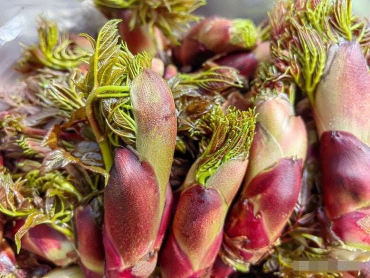 Thứ rau dại ở Việt Nam được ví cây nhân sâm, báu vật số 1 thế giới, nhiều người lại không biết mà ăn 4 Nụ Rồng Gai Aralia, bí danh: gai già, gai răng, chồi gai, gai đầu, Thaxa, Longbao Loại cây báu vật, là một loại cây bụi gai hay cây nhỏ rụng lá lâu năm thuộc họ Araliaceae. Các tên thân thuộc khác như Thaxa, Chồi Rồng Gai.