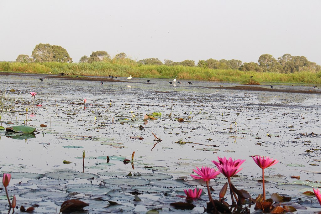 Nỗ lực bảo tồn sếu quý: Cái tâm và cái tầm từ người lãnh đạo- Ảnh 6. Nỗ lực bảo tồn sếu quý: Cái tâm và cái tầm từ người lãnh đạo- Ảnh 6.
