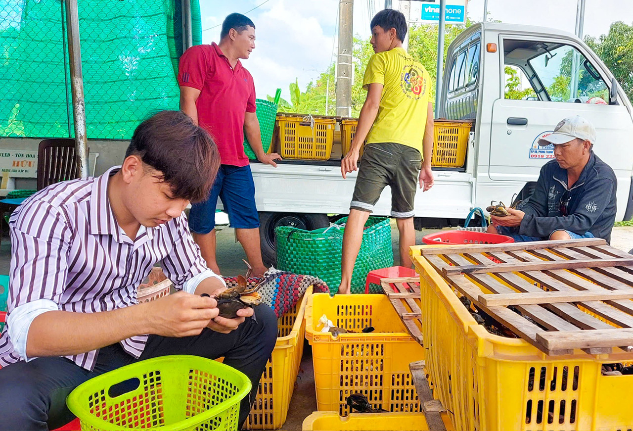 Bay Tết: mai, đào 'lên máy bay', giá vận chuyển từ 450.000 đồng/bó - Ảnh 2. Bay Tết: mai, đào 'lên máy bay', giá vận chuyển từ 450.000 đồng/bó - Ảnh 2.