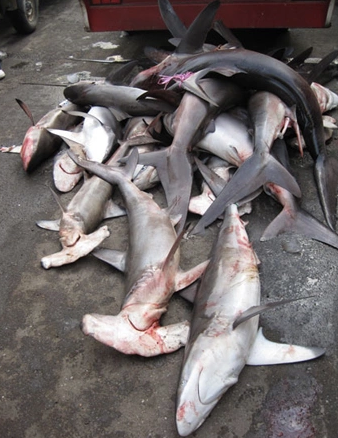 3 loại cá chứa nhiều thủy ngân nhất- Ảnh 2. 3 loại cá chứa nhiều thủy ngân nhất- Ảnh 2.