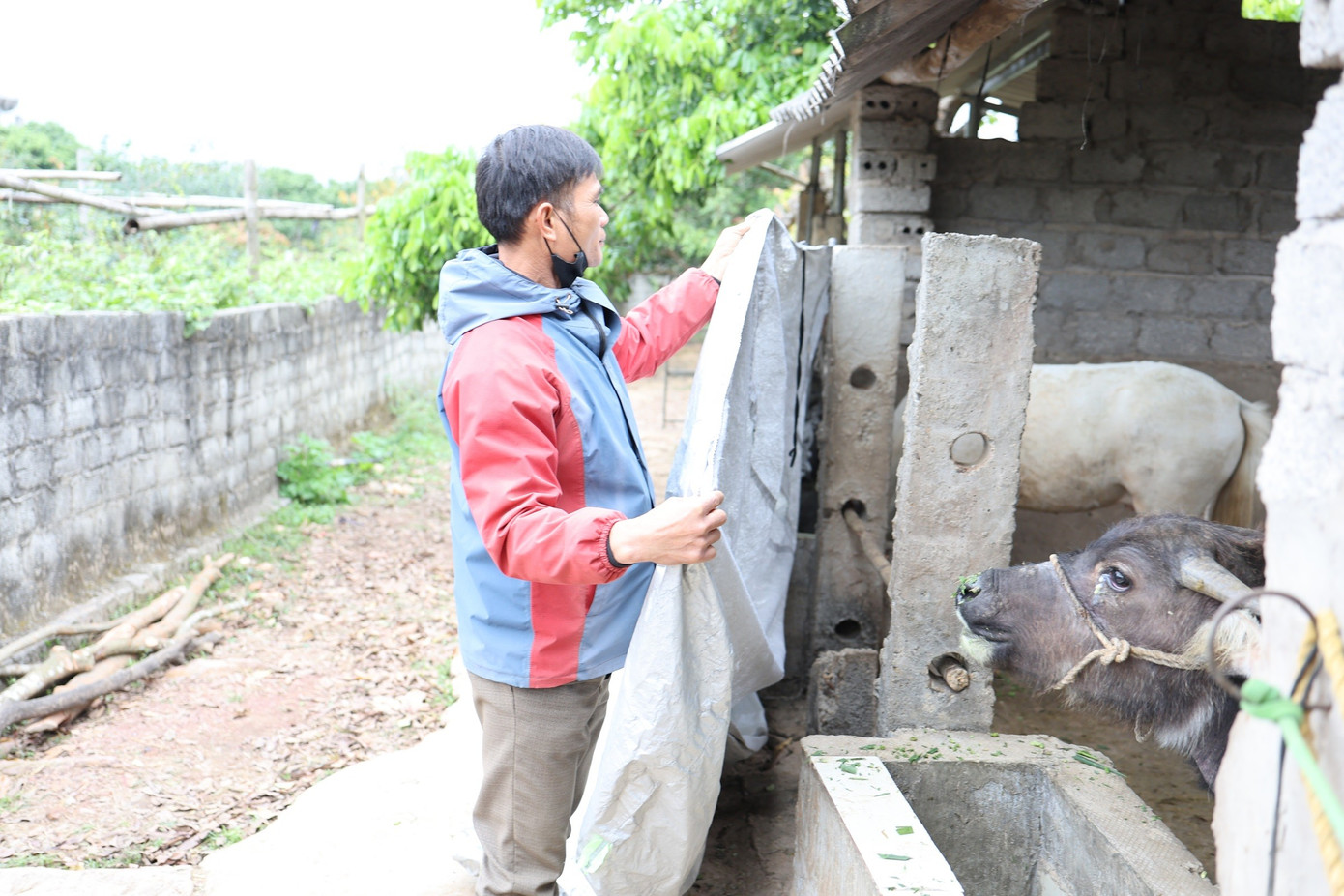 Rét không kém Sa Pa, dân Bắc Ninh đốt lửa, căng mình bảo vệ vật nuôi- Ảnh 3.