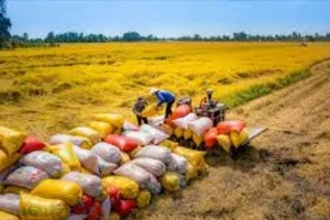 Gạo Việt Nam tại Singapore: Giữ vững vị thế tốp 3 