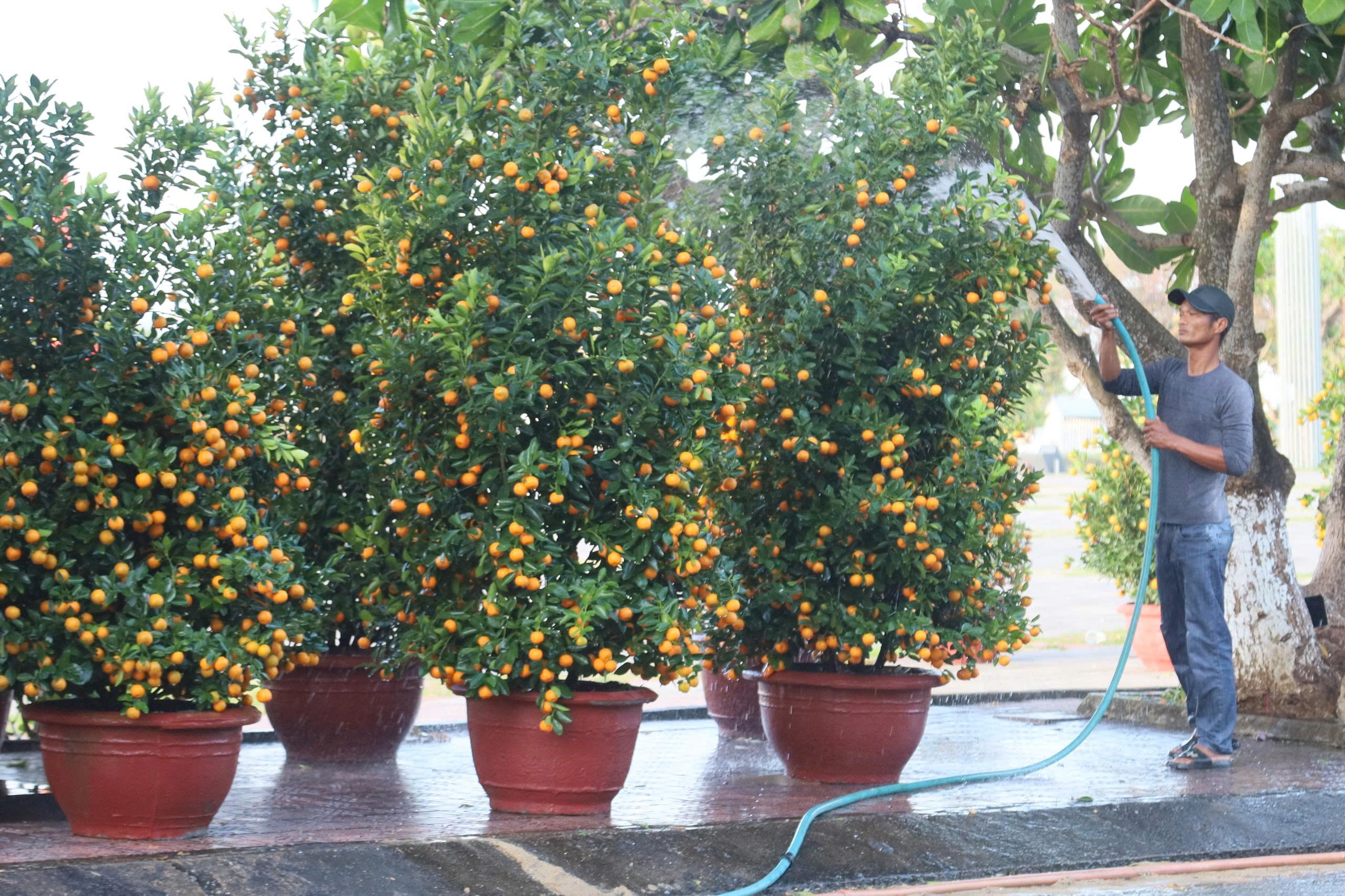 Đưa hàng Tết ra đảo Lý Sơn: Không để thiếu hụt nguồn hàng phục vụ người dân- Ảnh 3. Đưa hàng Tết ra đảo Lý Sơn: Không để thiếu hụt nguồn hàng phục vụ người dân- Ảnh 3.