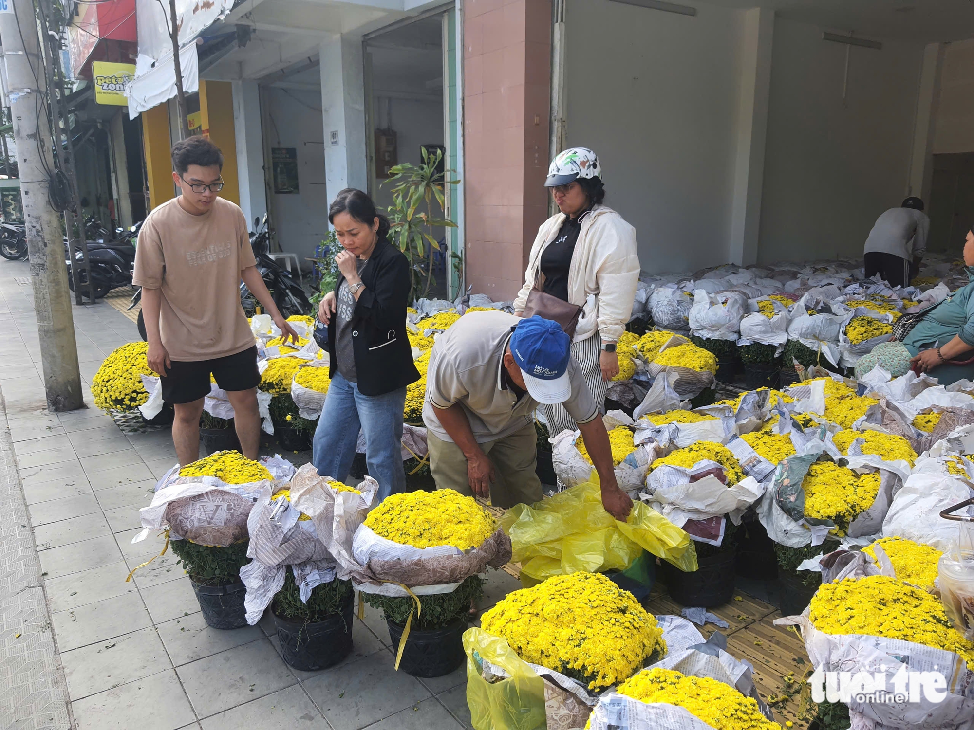 Người miền Tây giúp 'giải cứu' cúc mâm xôi Sa Đéc, Chợ Lách nở sớm 2 cúc mâm xôi - Ảnh 2.