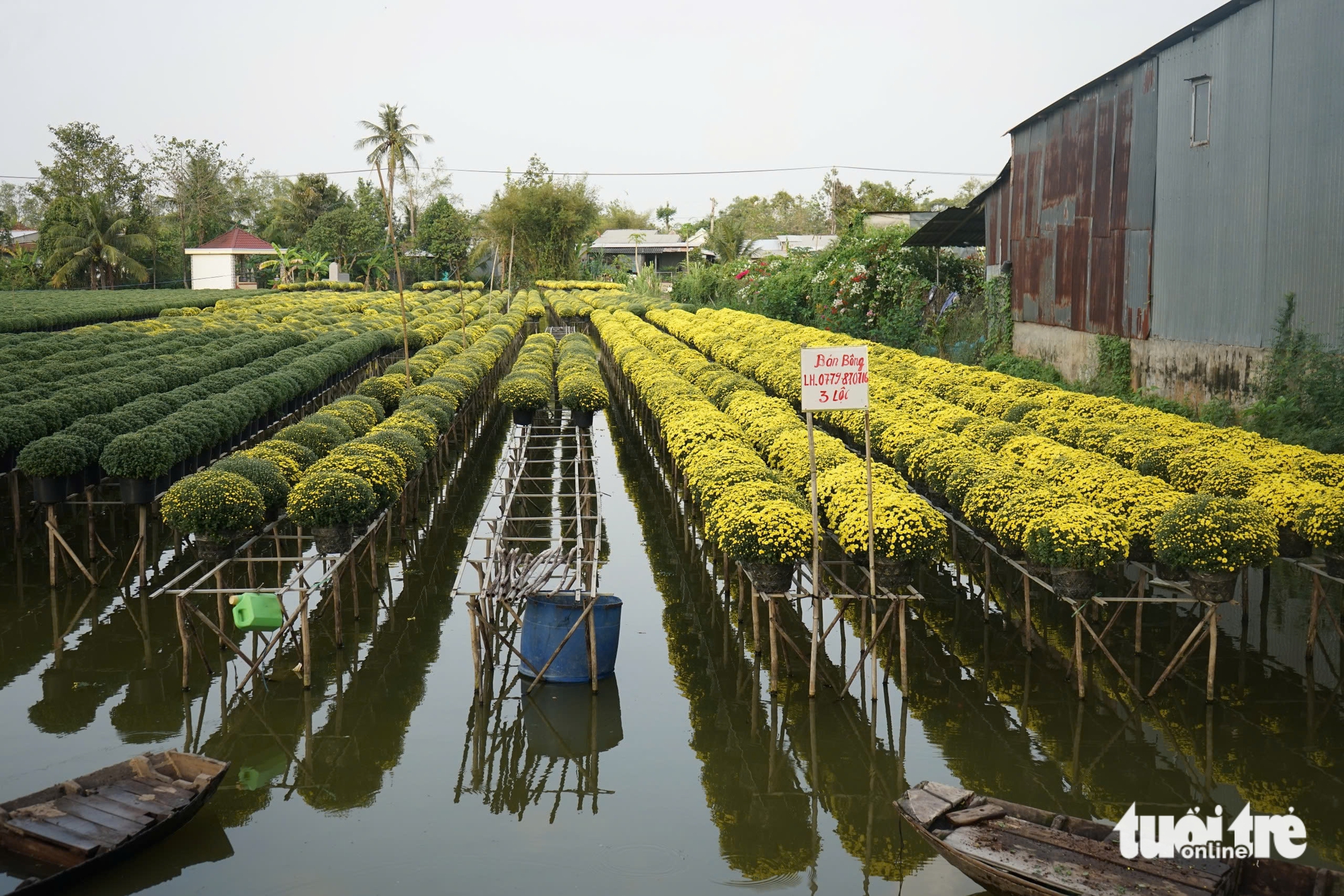 Người miền Tây giúp 'giải cứu' cúc mâm xôi Sa Đéc, Chợ Lách nở sớm 4 cúc mâm xôi - Ảnh 4.