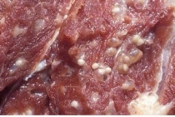 Đi chợ mua thịt bò, thấy dấu hiệu này nên bỏ ngay kẻo nhiễm sán