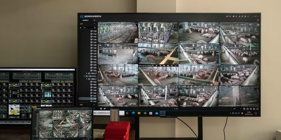 Mô hình chung cư nuôi lợn tại Trung Quốc: Kỳ quan thành gánh nặng tỷ USD - 2