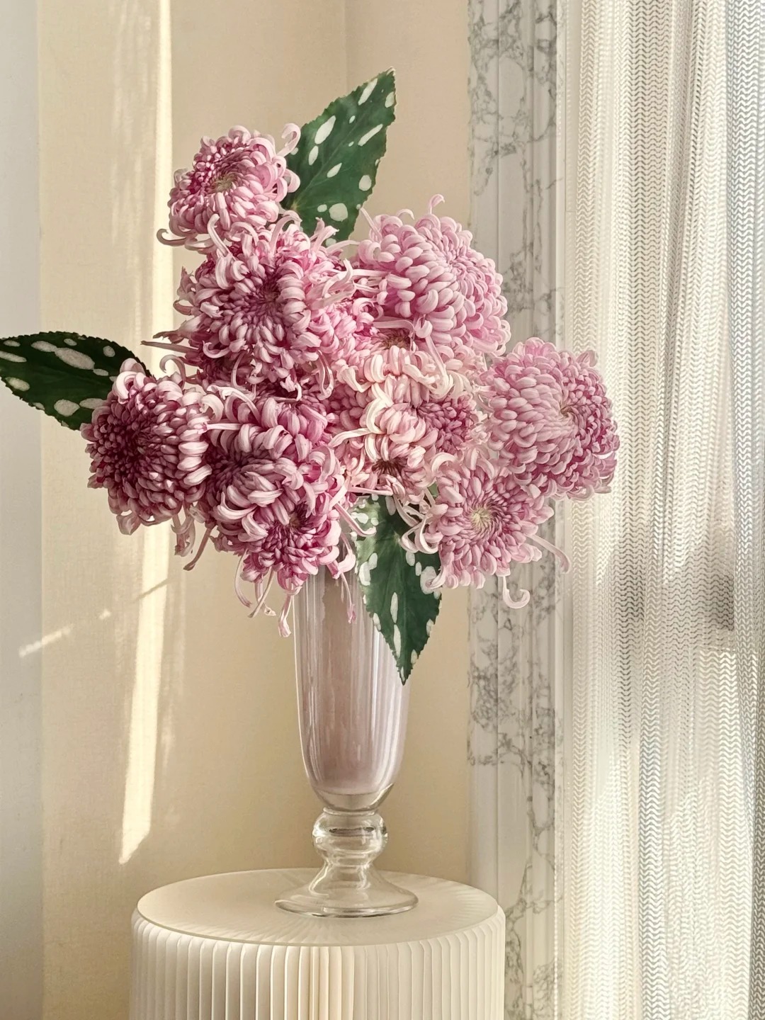 Đừng mải mê lan hồ điệp, cúc 