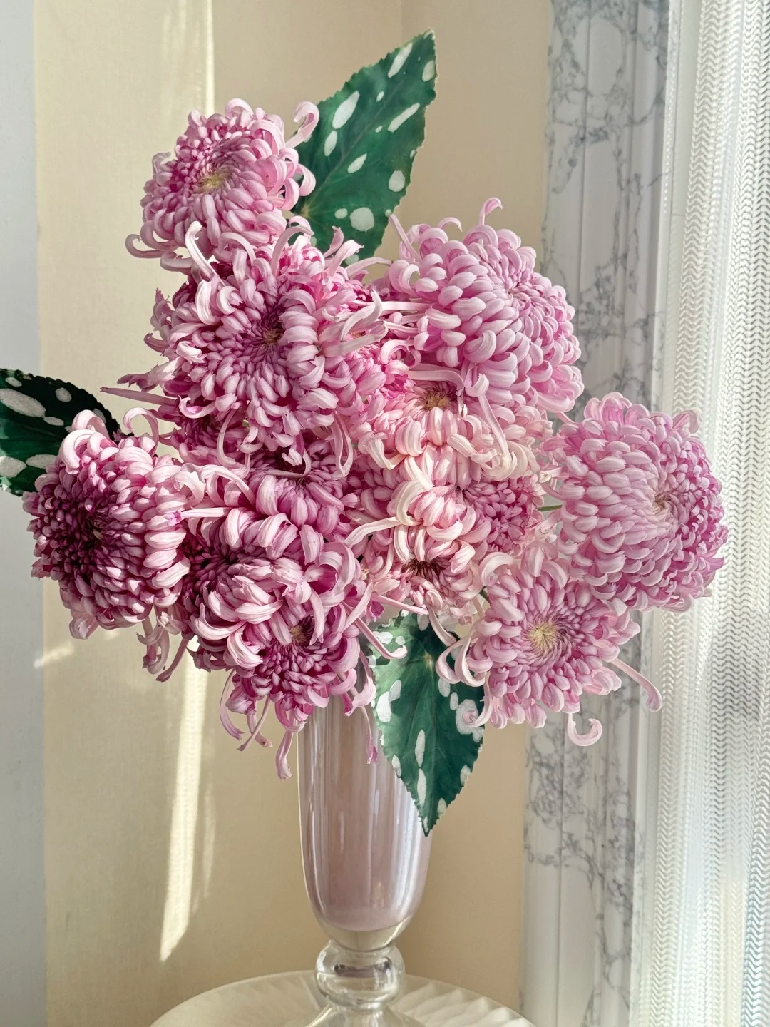 Đừng mải mê lan hồ điệp, cúc 