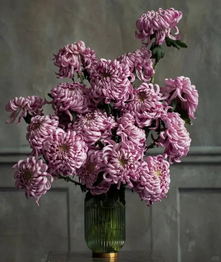 Đừng mải mê lan hồ điệp, cúc 