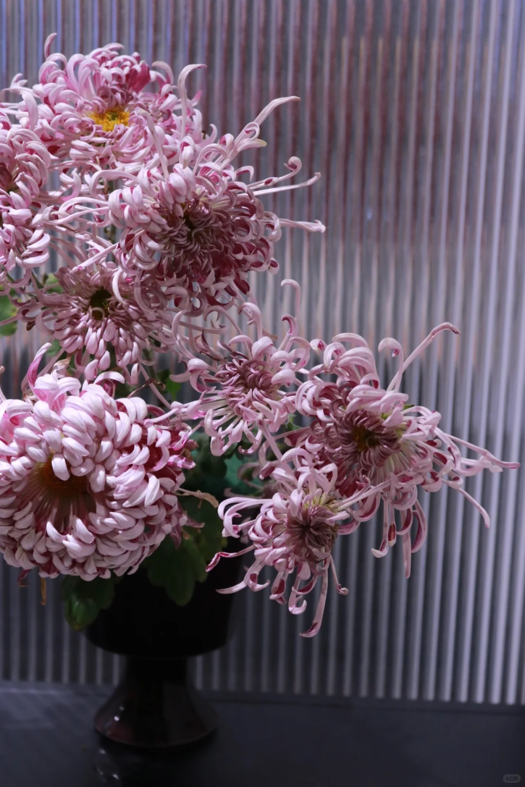 Đừng mải mê lan hồ điệp, cúc 