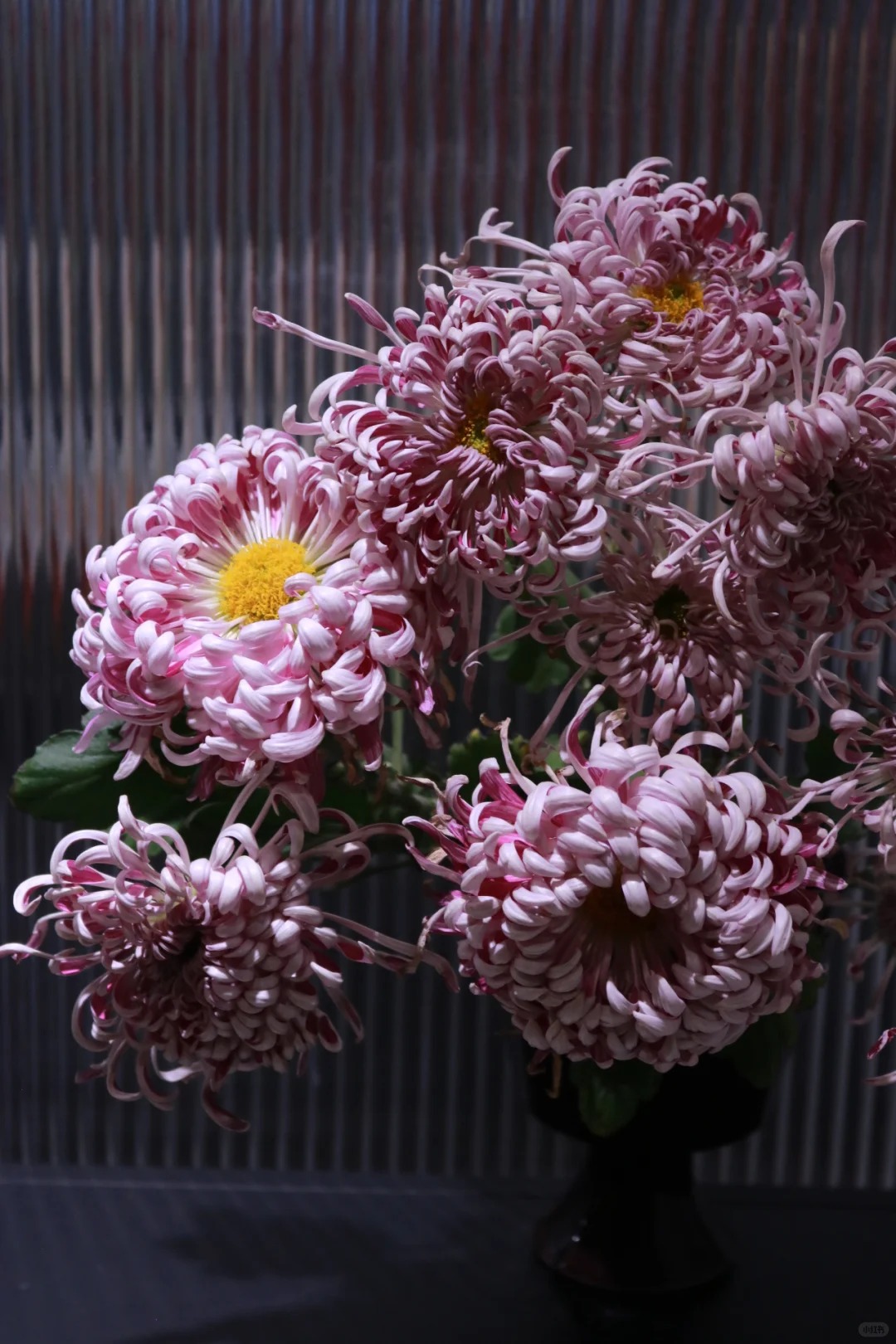 Đừng mải mê lan hồ điệp, cúc 