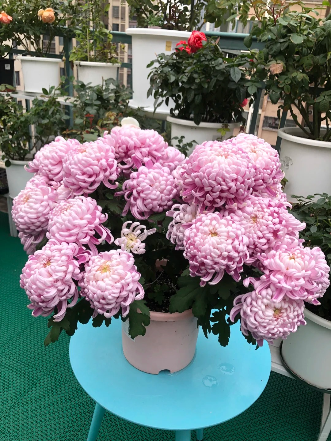 Đừng mải mê lan hồ điệp, cúc 