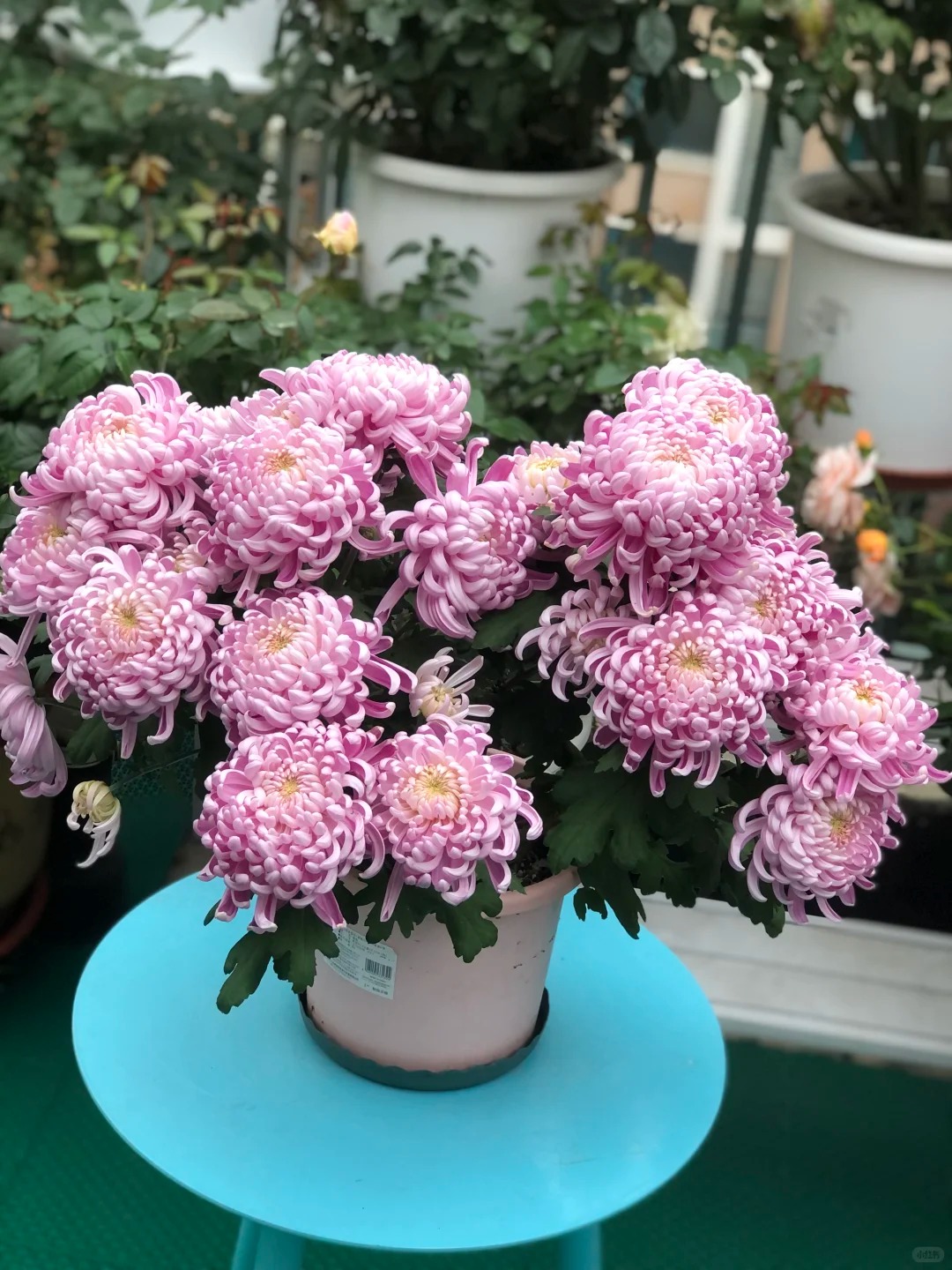 Đừng mải mê lan hồ điệp, cúc 