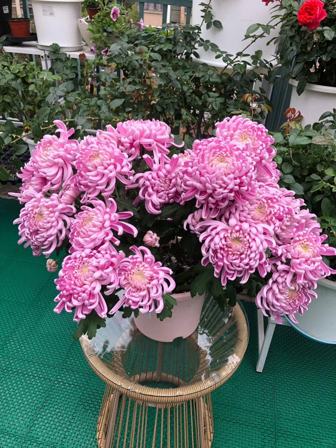 Đừng mải mê lan hồ điệp, cúc 