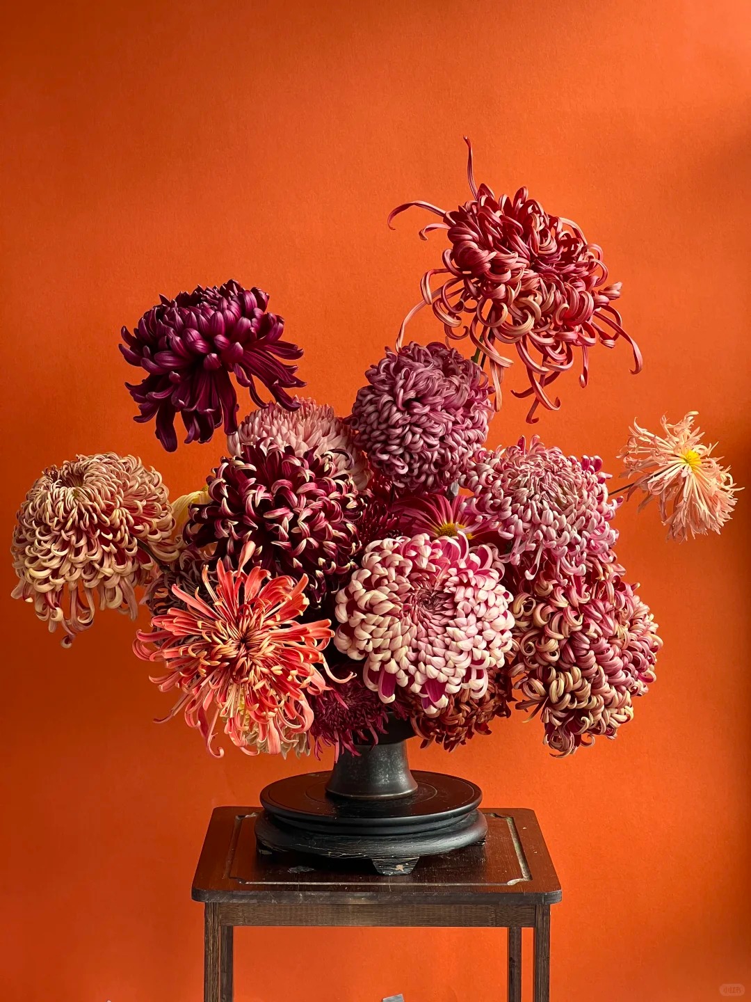 Đừng mải mê lan hồ điệp, cúc 