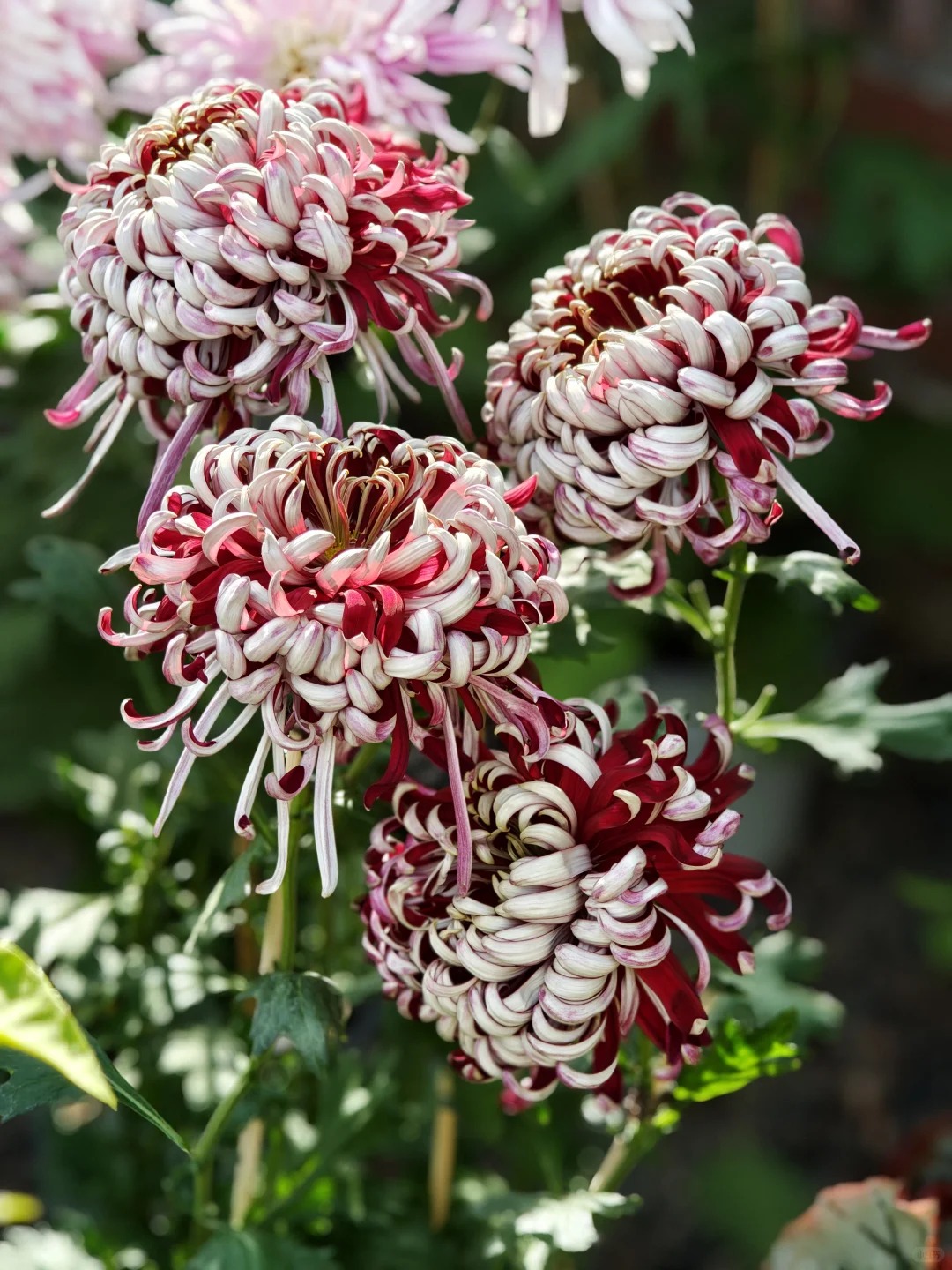 Đừng mải mê lan hồ điệp, cúc 