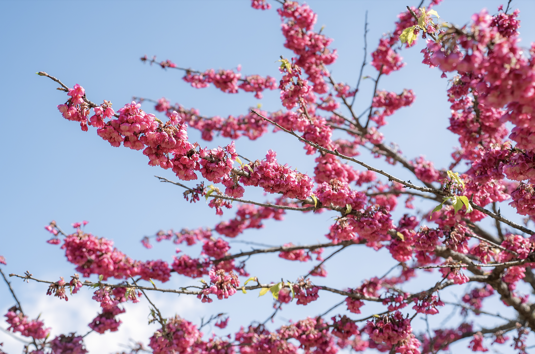 Tin vui cho hàng triệu người đi Sa Pa thời gian này- Ảnh 7.