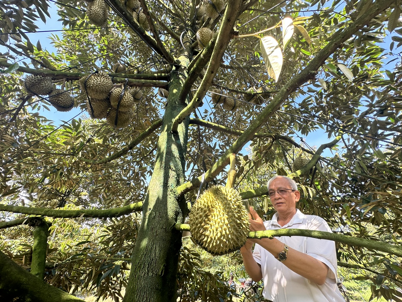 Nông sản được mùa, nông dân phấn khởi- Ảnh 2. Nông sản được mùa, nông dân phấn khởi- Ảnh 2.