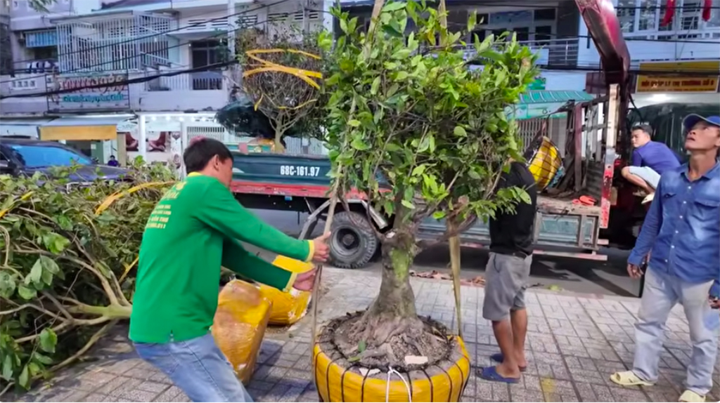 Săn kiểng độc, quả lạ chơi tết- Ảnh 2.