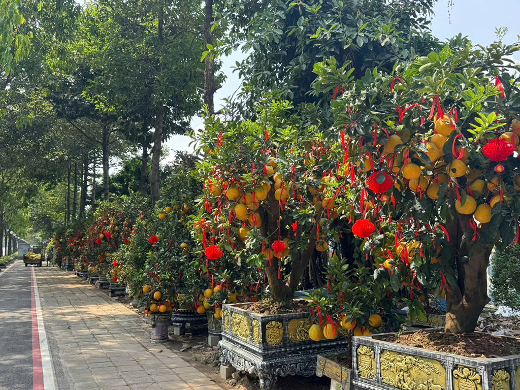 Săn kiểng độc, quả lạ chơi tết- Ảnh 3.