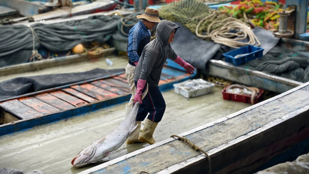 can-tet-ca-ve-don-dap-ngu-dan-quang-ngai-trung-mua-duoc-gia- (5).jpg