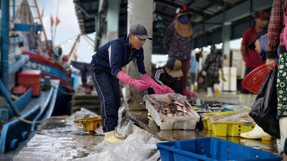 can-tet-ca-ve-don-dap-ngu-dan-quang-ngai-trung-mua-duoc-gia- (8).jpg