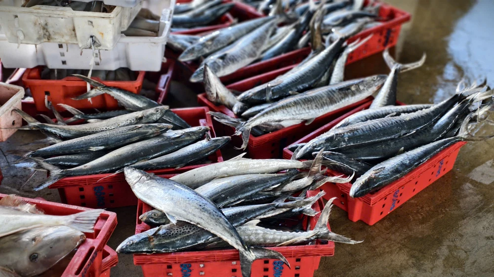 can-tet-ca-ve-don-dap-ngu-dan-quang-ngai-trung-mua-duoc-gia- (13).jpg