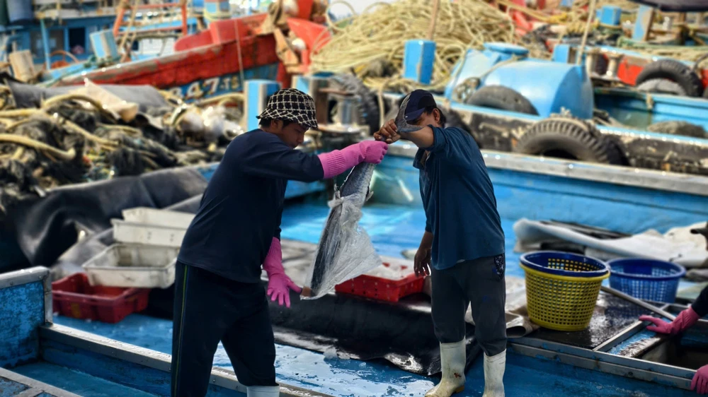 can-tet-ca-ve-don-dap-ngu-dan-quang-ngai-trung-mua-duoc-gia- (12).jpg