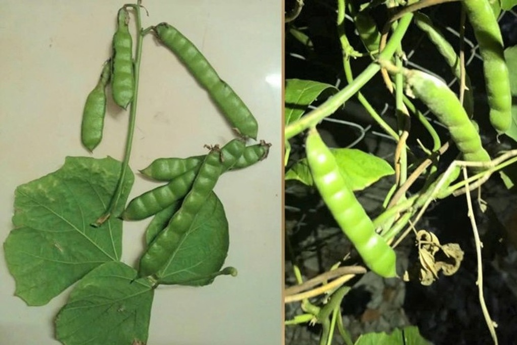 Chất độc chết người trong hạt củ đậu - loại củ ngọt mát bán đầy chợ - 2