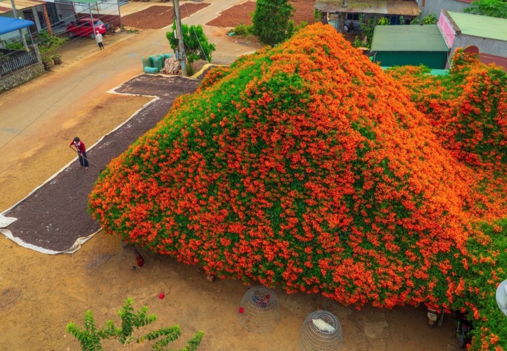 Ngôi nhà rực đỏ hoa xác pháo mang sắc Tết về vùng cao Lâm Đồng 3 Ngôi nhà rực đỏ hoa xác pháo mang sắc Tết về vùng cao Lâm Đồng - 2