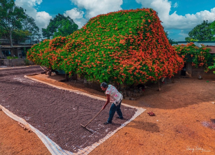 Ngôi nhà rực đỏ hoa xác pháo mang sắc Tết về vùng cao Lâm Đồng 5 Ngôi nhà rực đỏ hoa xác pháo mang sắc Tết về vùng cao Lâm Đồng - 4