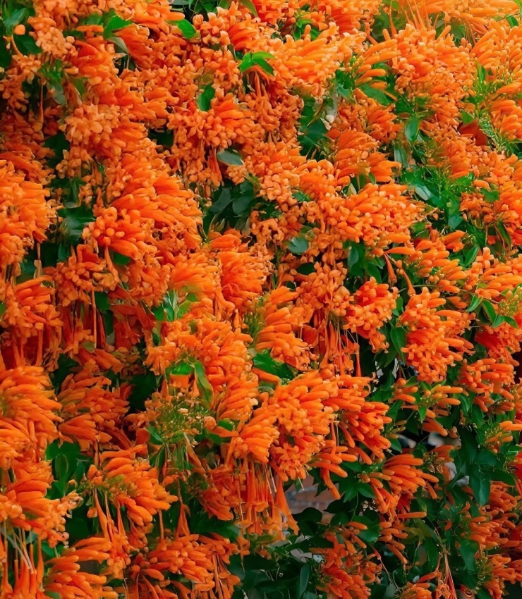 Ngôi nhà rực đỏ hoa xác pháo mang sắc Tết về vùng cao Lâm Đồng 8 Ngôi nhà rực đỏ hoa xác pháo mang sắc Tết về vùng cao Lâm Đồng - 7