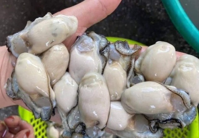 Kẽm và protein trong hàu kiểm soát lượng đường trong máu lúc đói, đường huyết sau bữa ăn và nồng độ hemoglobin A1C. Đánh giá của 18 nghiên cứu ở những người mắc bệnh tiểu đường loại 2 cho thấy chế độ ăn giàu protein làm giảm đáng kể nồng độ chất béo trung tính trong máu - một yếu tố nguy cơ chính gây ra bệnh tim.